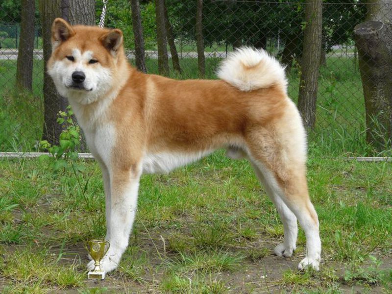 Собаки породы в красноярске. Порода Акита ину. Японская собака Акита ину. Среднеазиатская Акита. Японская Акита длинношерстная.
