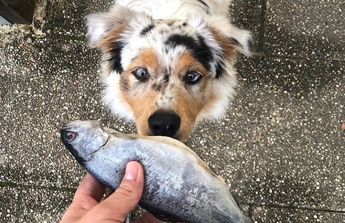 Собаки рыбу съедят